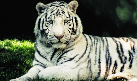 white bengals tiger