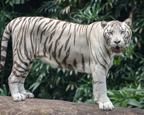 white bengals animal