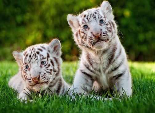white bengal tiger price