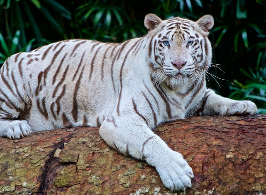 white bengal tiger habitat