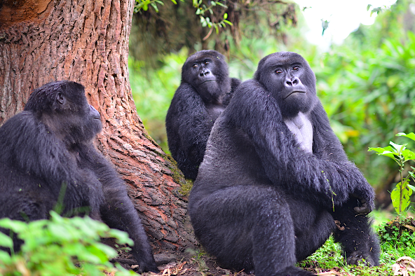 Gorilla Conservation Projects Around the World