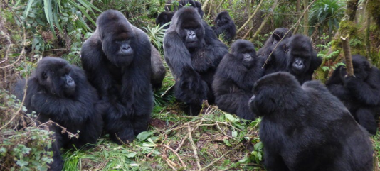Gorilla Communication Through Facial Expressions