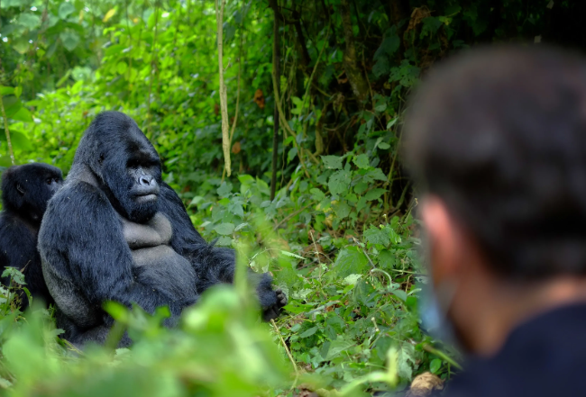 The Role of Gorilla Tourism in Local Economies