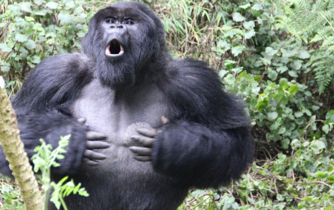 How Gorillas Use Body Language