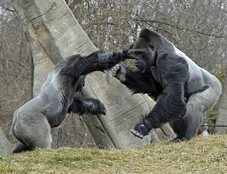 How Do Gorillas Show Aggression?