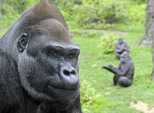 Why Gorillas Are Considered Gentle Giants
