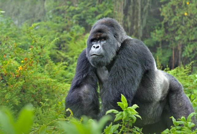 The Importance of Gorilla Habitats