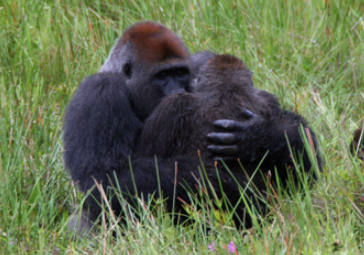 Gorilla Behavior During Mating Season