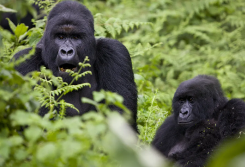What Threats Do Gorillas Face Today?