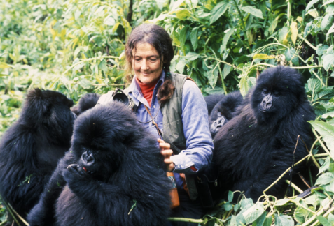 The History of Gorilla Discovery