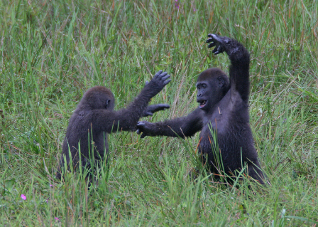 How Gorillas Play in the Wild