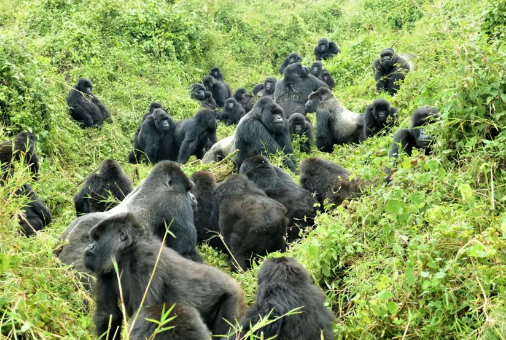 How Scientists Track Gorilla Populations