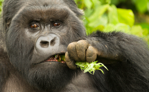 The Diet of Gorillas Explained