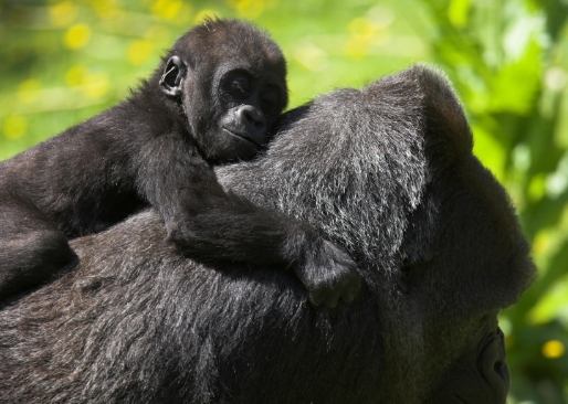 Fun Facts About Baby Gorillas