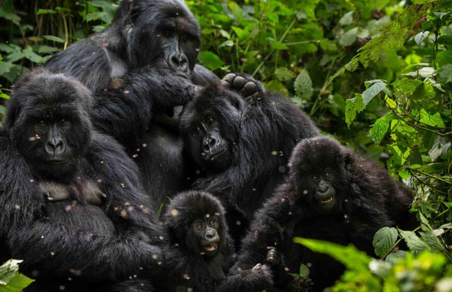 How Do Gorillas React to Threats?