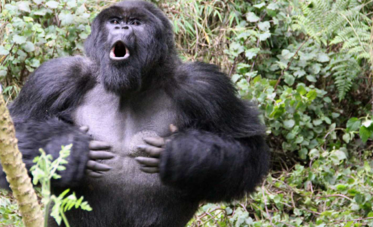 How Gorillas Display Dominance