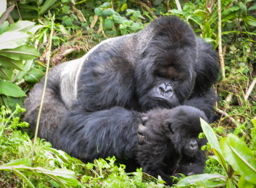 How Gorillas Groom Each Other