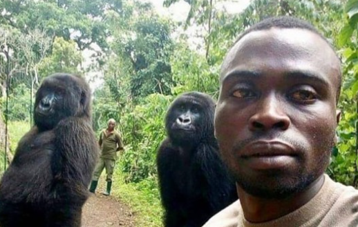 Famous Gorillas in History and Pop Culture