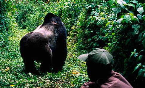 Conservation Efforts to Save Gorillas