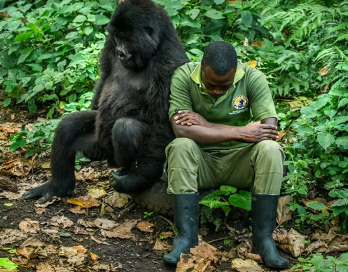 Gorillas and Human Interaction
