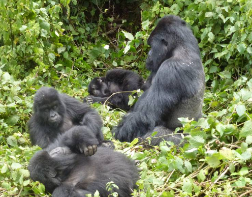 How Do Gorillas Protect Their Family Groups?