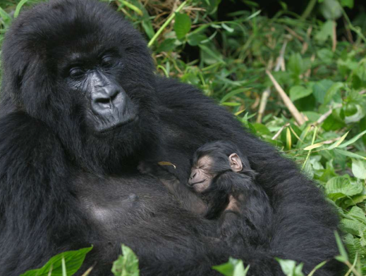 Gorilla Population Trends in Africa
