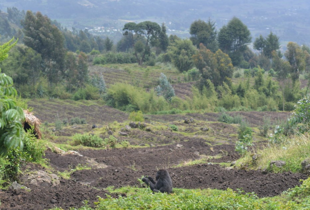The Threat of Habitat Loss for Gorillas