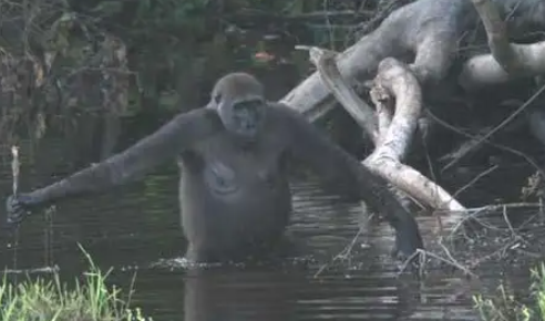 How Do Gorillas Use Tools for Food?