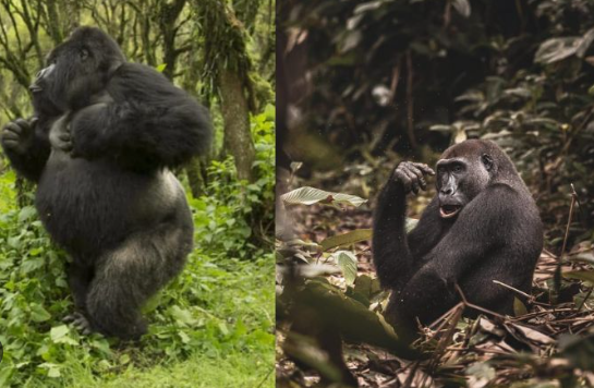 The Differences Between Mountain and Lowland Gorillas