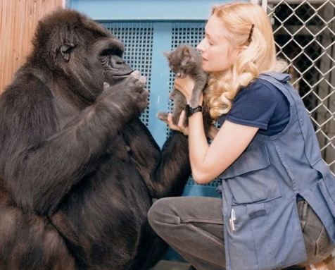 Can Gorillas Understand Human Language?