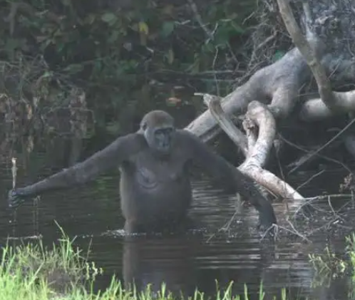 How Gorillas Use Tools in the Wild