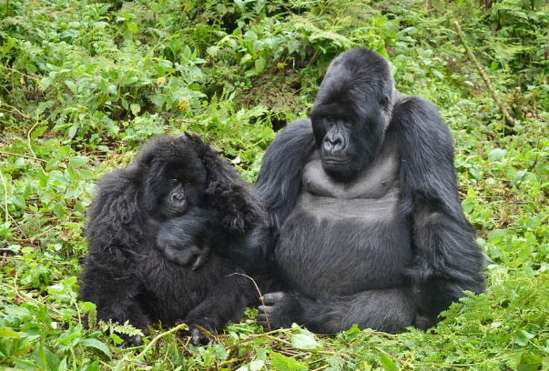 The Differences Between Male and Female Gorillas