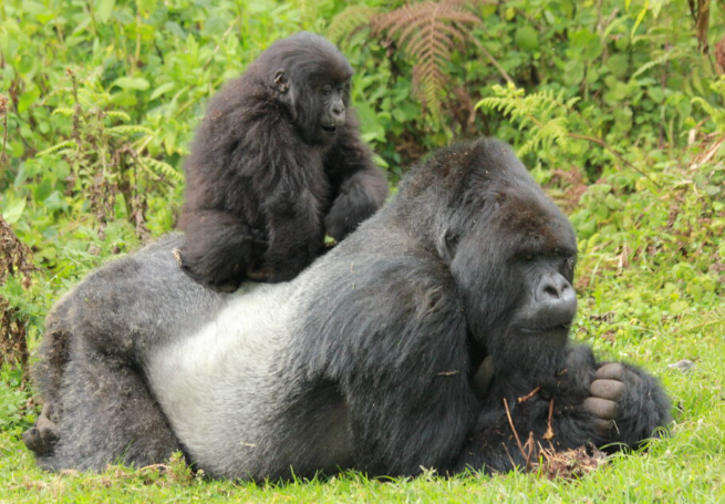 Can Gorillas Recognize Family Members?