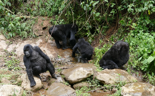Gorillas and Environmental Change