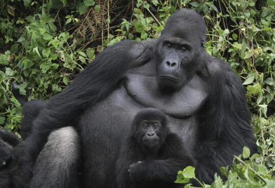 How Gorillas Protect Their Territory
