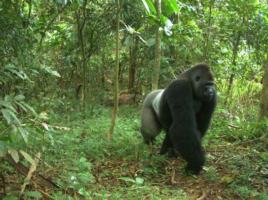 How Gorillas Adaapt to Forest Fragmentation