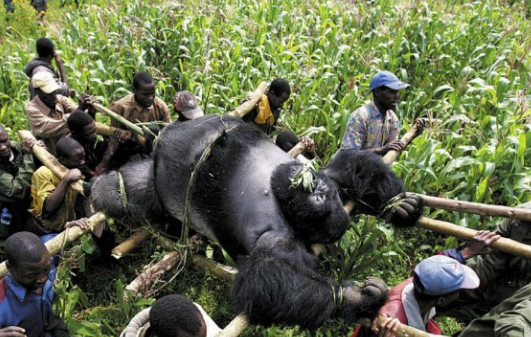 Why Gorillas Are Vulnerable to Poaching