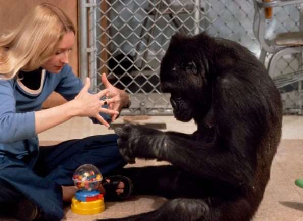 Can Gorillas Learn Sign Language?