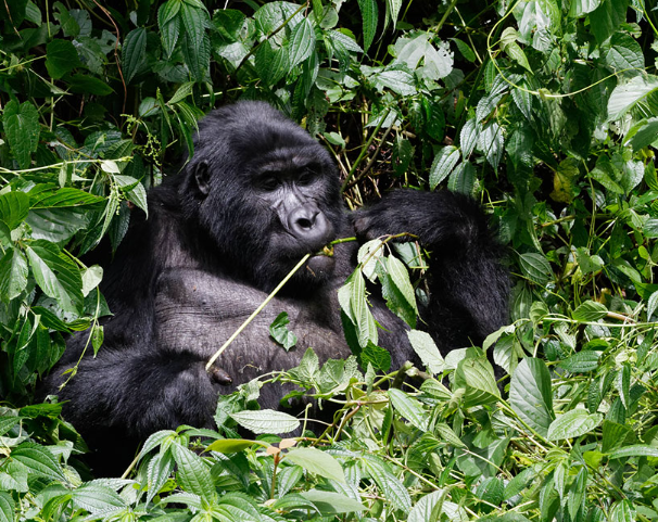 The Emotional Lives of Gorillas