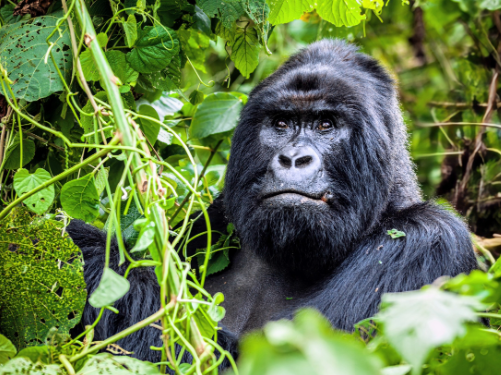 Gorilla Research: Challenges and Discoveries