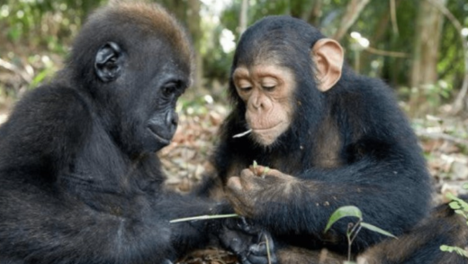 Gorillas vs. Chimpanzees: Key Differences