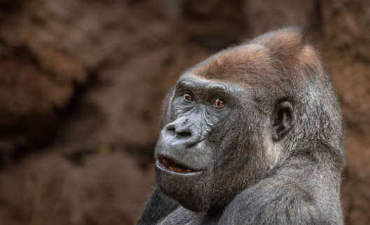 Gorillas in Captivity vs. the Wild