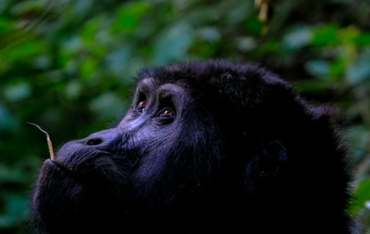 How Gorillas Impact Biodiversity