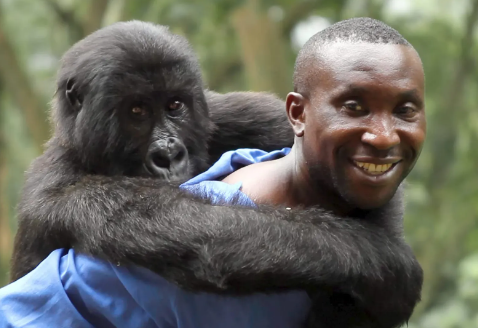 Gorillas in Documentaries and Films