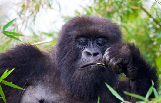 The Role of Gorillas in Seed Dispersal