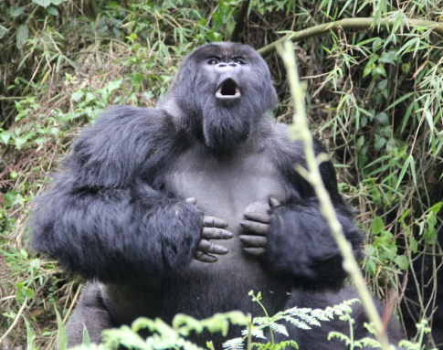 How Do Gorillas Use Vocalizations?