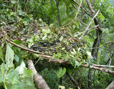 How Do Gorillas Make Nests?