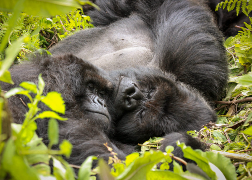 How Gorillas Sleep in the Wild