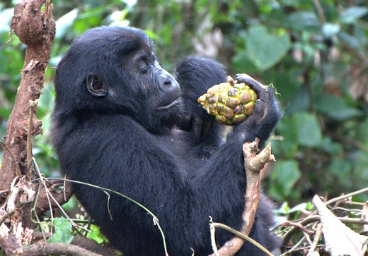 What Do Gorillas Eat in Different Seasons?