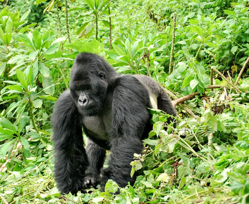 Gorillas and Endangered Species Status